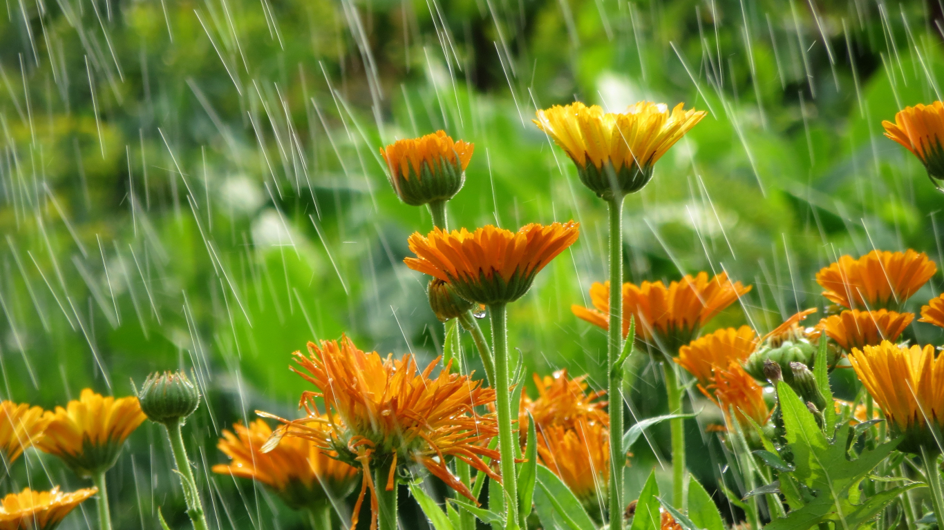 Saiba como cuidar do seu jardim em tempos chuvosos